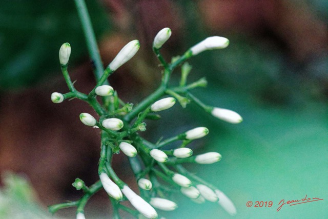 064 ENTOMO 01 Mikongo Foret Plante 052 Magnoliopsida Gentianales Rubiaceae Pavetta sp 19E80DIMG_190804142174_Nik_DxOwtmk 150k.jpg