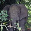 056 ENTOMO 01 Mikongo la Base Elephant dans les Plantations 19E5K3IMG_190805151304_DxOwtmk 150k.jpg