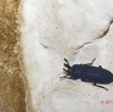 030 ENTOMO 01 Mikongo Insecta 036 Coleoptera Tenebrionidae 19E80DIMG_190730141692_DxOwtmk 150k.jpg