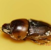 039 ENTOMO 01 Mikongo Insecta 040 Coleoptera Scarabaeidae Neocolobopterus princeps dans Feces Elephant 19E80DIMG_190731141762_DxOwtmk 150k.jpg