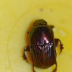 044 ENTOMO 01 Mikongo Insecta 043 Coleoptera Scarabaeidae Scarabaeinae Onitis sp 19E80DIMG_190731141783_DxOwtmk 150k.jpg