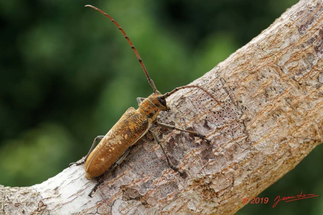 054 ENTOMO 01 Mikongo Insecta 046 Coleoptera Cerambycidae Lamiinae Batocera wyliei 19E80DIMG_190802141861_DxOwtmk 150k.jpg