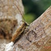 055 ENTOMO 01 Mikongo Insecta 046 Coleoptera Cerambycidae Lamiinae Batocera wyliei 19E80DIMG_190802141862_DxOwtmk 150k.jpg