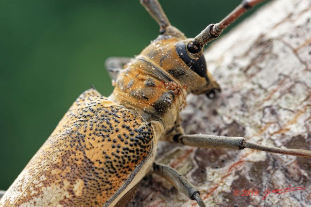 057 ENTOMO 01 Mikongo Insecta 046 Coleoptera Cerambycidae Lamiinae Batocera wyliei 19E80DIMG_190802141868_DxOwtmk 150k.jpg