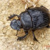 058 ENTOMO 01 Mikongo Insecta 047 Coleoptera Scarabaeidae Scarabaeinae Heliocopris haroldi F 19E80DIMG_190802141873_DxOwtmk 150k.jpg