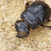 059 ENTOMO 01 Mikongo Insecta 047 Coleoptera Scarabaeidae Scarabaeinae Heliocopris haroldi F 19E80DIMG_190802141874_DxOwtmk 150k.jpg