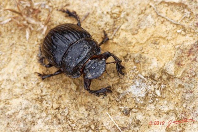 060 ENTOMO 01 Mikongo Insecta 047 Coleoptera Scarabaeidae Scarabaeinae Heliocopris haroldi F 19E80DIMG_190802141877_DxOwtmk 150k.jpg