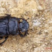 061 ENTOMO 01 Mikongo Insecta 047 Coleoptera Scarabaeidae Scarabaeinae Heliocopris haroldi F 19E80DIMG_190802141880_DxOwtmk 150k.jpg