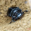 077 ENTOMO 01 Mikongo Insecta 054 Coleoptera Scarabaeidae Heliocopris sp F dans Feces Elephant 19E80DIMG_190803142074_DxOwtmk 150k.jpg