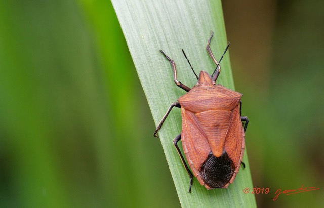 085 ENTOMO 01 Mikongo Insecta 062 Hemiptera Heteroptera Pentatomidae Non Identifie 19E80DIMG_190804142267_DxOwtmk 150k.jpg