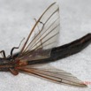 110 ENTOMO 01 Mikongo Insecta 075 Coleoptera Lymexylidae Non Identifie 19E80DIMG_190805142520_DxOwtmk 150k.jpg