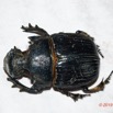 122 ENTOMO 01 Mikongo Insecta 084 Coleoptera Scarabaeidae Scarabaeinae Heliocopris haroldi M 19E80DIMG_190806142669_DxOwtmk 150k.jpg