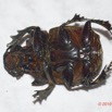 123 ENTOMO 01 Mikongo Insecta 084 Coleoptera Scarabaeidae Scarabaeinae Heliocopris haroldi M Face Ventrale 19E80DIMG_190806142671_DxOwtmk 150k.jpg