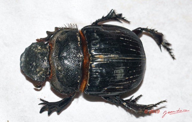 124 ENTOMO 01 Mikongo Insecta 085 Coleoptera Scarabaeidae Scarabaeinae Heliocopris haroldi F 19E80DIMG_190806142674_DxOwtmk 150k.jpg