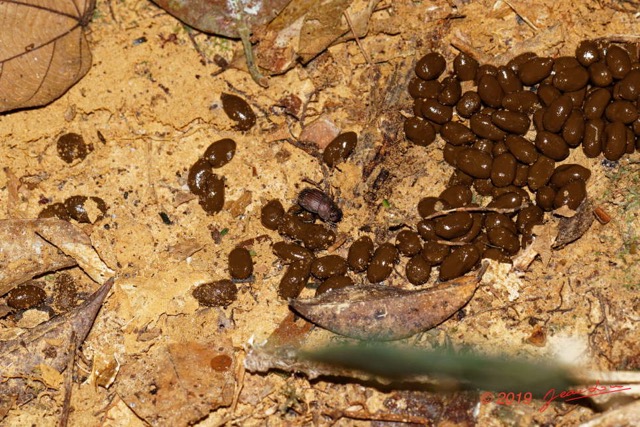 127 ENTOMO 01 Mikongo Insecta 087 Coleoptera Scarabaeidae Pseudopedaria grossa dans Feces Antilope 19E80DIMG_190806142751_DxOwtmk 150k.jpg