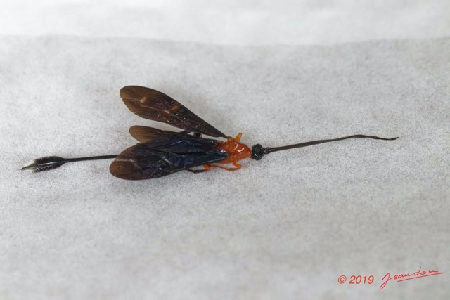 155 ENTOMO 01 Mikongo Insecta 105 Hymenoptera Braconidae Braconinae Zaglyptogastra sp F Recto 19E80DIMG_190808142897_DxOwtmk 150k.jpg