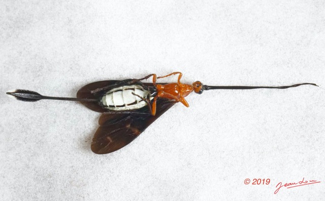 156 ENTOMO 01 Mikongo Insecta 105 Hymenoptera Braconidae Braconinae Zaglyptogastra sp F Verso 19E80DIMG_190808142902_DxOwtmk 150k.jpg