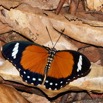 157 ENTOMO 01 Mikongo Insecta 106 Lepidoptera Nymphalidae Limenitidinae Euphaedra simplex F Possible 19E80DIMG_190808142914_DxOwtmk 150k.jpg
