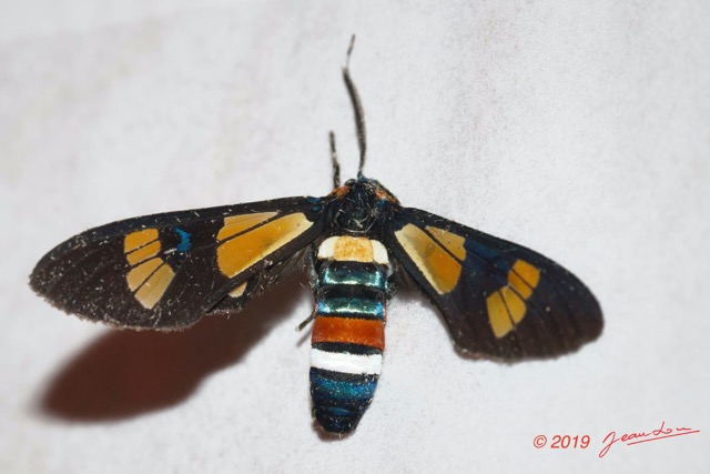 160 ENTOMO 01 Mikongo Insecta 109 Lepidoptera Erebidae Arctiinae Syntomini Euchromia sp 19E80DIMG_190809142959_DxOwtmk 150k.jpg