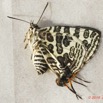 174 ENTOMO 01 Mikongo Insecta 116 Lepidoptera Lycaenidae Theclinae Cigaritis (Ex Spindasis) Crustaria 19E80DIMG_190809143037_DxOwtmk 150k.jpg
