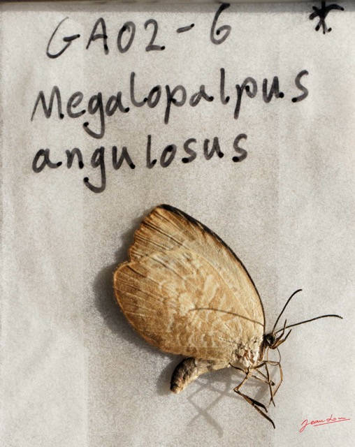 177 ENTOMO 01 Mikongo Insecta 119 Lepidoptera Lycaenidae Miletinae Megalopalpus angulosus 19E80DIMG_190809143044_DxOwtmk 150k.jpg