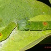 178 ENTOMO 01 Mikongo Insecta 120 Lepidoptera Chenille Non Identifiee 19E80DIMG_190809143067_DxOwtmk 150k.jpg