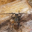 186 ENTOMO 01 Mikongo Insecta 122 Coleoptera Cerambycidae Lamiinae Batocera wyliei 19E80DIMG_190810143092_DxOwtmk 150k.jpg