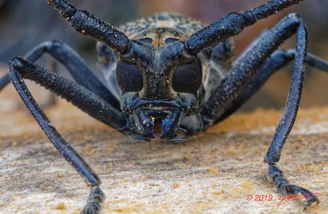 188 ENTOMO 01 Mikongo Insecta 122 Coleoptera Cerambycidae Lamiinae Batocera wyliei 19E80DIMG_190810143099_Nik_DxO-1wtmk 150k.jpg
