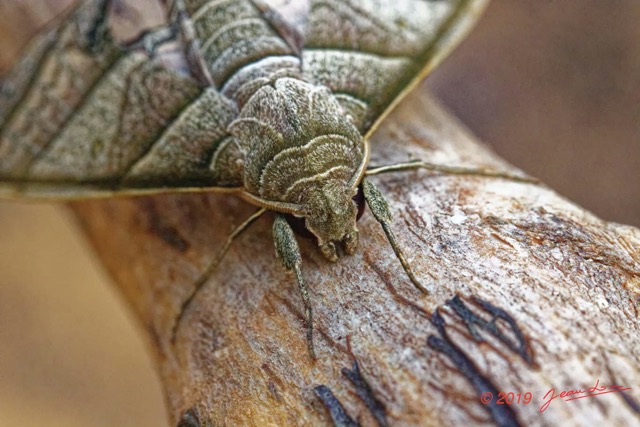 192 ENTOMO 01 Mikongo Insecta 124 Lepidoptera Sphingidae Smerinthinae Polyptychus sp Possible 19E80DIMG_190810143114_Nik_DxOwtmk 150k.jpg