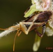 200 ENTOMO 01 Mikongo Insecta 131 Hemiptera Heteroptera Coreidae Punaise Non Identifiee 19E80DIMG_190811143258_DxOwtmk 150k.jpg