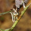 201 ENTOMO 01 Mikongo Insecta 131 Hemiptera Heteroptera Coreidae Punaise Non Identifiee 19E80DIMG_190811143268_DxOwtmk 150k.jpg