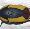 207 ENTOMO 01 Mikongo Insecta 136 FD Coleoptera Cetoniinae Pachnoda sp 19E80DIMG_190811143297_DxOwtmk 150k.jpg
