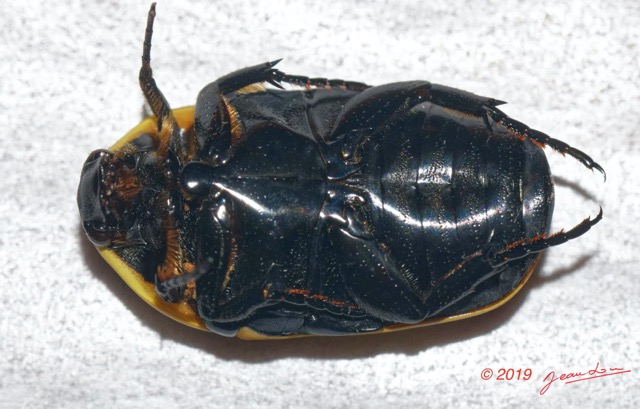 208 ENTOMO 01 Mikongo Insecta 136 FV Coleoptera Cetoniinae Pachnoda sp 19E80DIMG_190811143300_DxOwtmk 150k.jpg