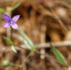 061 ENTOMO 03 Nyonie la Savane Plante 103 Non Identifiee avec Fleur Violette a 4 Petales 19E80DIMG_190825144135_DxOwtmk 150k.jpg