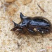 019 ENTOMO 03 Nyonie la Piste Insecta 159 Coleoptera Scarabaeidae Scarabaeinae Catharsius cassius Kolbe 1893 M 19E80DIMG_190824143969_DxOwtmk 150k.jpg