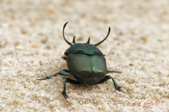 036 ENTOMO 03 Nyonie la Savane Insecta 166 Coleoptera Scarabaeidae Scarabaeinae Proagoderus gibbiramus M 19E80DIMG_190826144233_DxOwtmk 150k.jpg