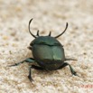036 ENTOMO 03 Nyonie la Savane Insecta 166 Coleoptera Scarabaeidae Scarabaeinae Proagoderus gibbiramus M 19E80DIMG_190826144233_DxOwtmk 150k.jpg