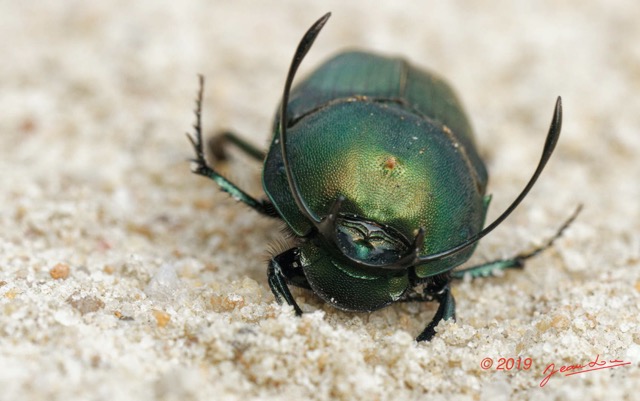 037 ENTOMO 03 Nyonie la Savane Insecta 166 Coleoptera Scarabaeidae Scarabaeinae Proagoderus gibbiramus M 19E80DIMG_190826144236_DxOwtmk 150k.jpg