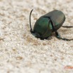 039 ENTOMO 03 Nyonie la Savane Insecta 166 Coleoptera Scarabaeidae Scarabaeinae Proagoderus gibbiramus M 19E80DIMG_190826144242_DxOwtmk 150k.jpg