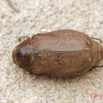 041 ENTOMO 03 Nyonie la Savane Insecta 167 FD Coleoptera Scarabaeidae Melolonthinae Non Identifie 19E80DIMG_190827144251_DxOwtmk 150k.jpg