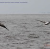 012 Nyonie 2 Oiseaux Pelican Gris Pelecanus rufescens en Colonie 15E5K3IMG_114152awtmk.JPG