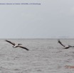 013 Nyonie 2 Oiseaux Pelican Gris Pelecanus rufescens en Colonie 15E5K3IMG_114156wtmk.JPG