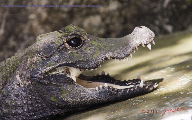 076 Nyonie 2 Crocodylidae Crocodile nain Osteolaemus tetraspis 15E5K3IMG_114661wtmk.JPG