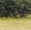 098 Nyonie 2 Mammifere Proboscidea Elephantidae Elephant Loxodonta africana cyclotis Groupe 1 15E5K3IMG_114435wtmk.JPG
