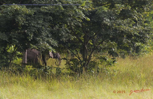 099 Nyonie 2 Mammifere Proboscidea Elephantidae Elephant Loxodonta africana cyclotis Groupe 1 15E5K3IMG_114435awtmk.JPG