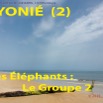 103 Titre Photos Nyonie 2 Elephants 2-01.jpg