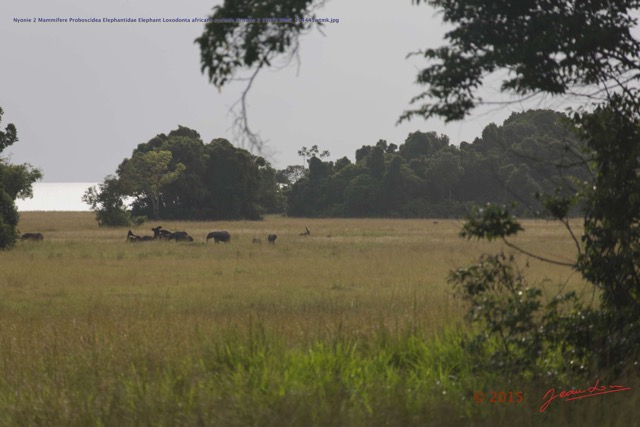 104 Nyonie 2 Mammifere Proboscidea Elephantidae Elephant Loxodonta africana cyclotis Groupe 2 15E5K3IMG_114445wtmk.JPG
