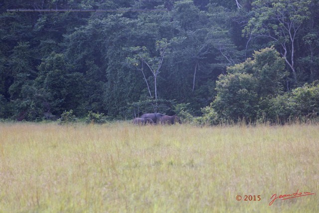 109 Nyonie 2 Mammifere Proboscidea Elephantidae Elephant Loxodonta africana cyclotis Groupe 3 15E5K3IMG_114463wtmk.JPG