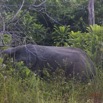 138 Nyonie 2 Marche Mammifere Proboscidea Elephantidae Elephant Loxodonta africana cyclotis Groupe 4 15E5K3IMG_114578wtmk.JPG