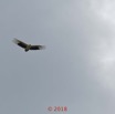153 NYONIE 3 le Campement Oiseau Aves Accipitriformes Accipitridae Palmiste Africain Gypohierax angolensis en Vol 18E5K3IMG_180224126784_DxOwtmk.jpg